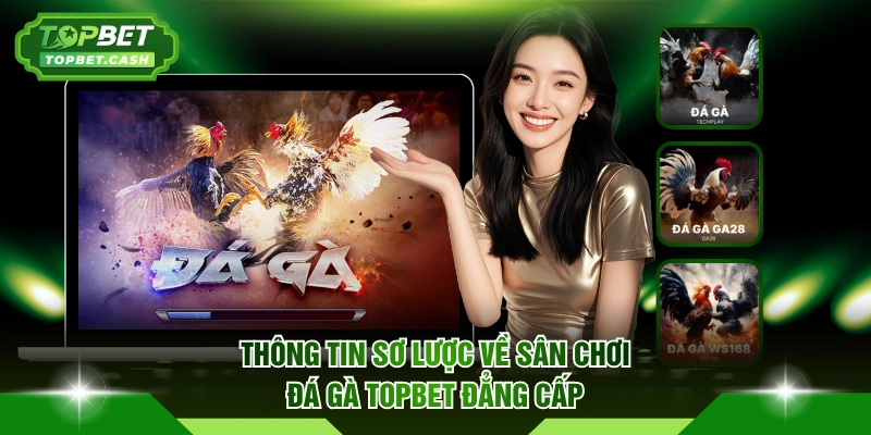 Sơ lược về sân chơi đá gà TOPBET đẳng cấp